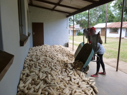 Maize Harvest