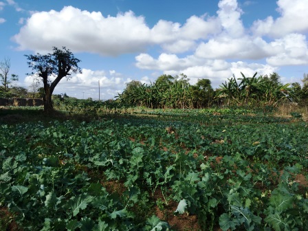 Vegetable Garden